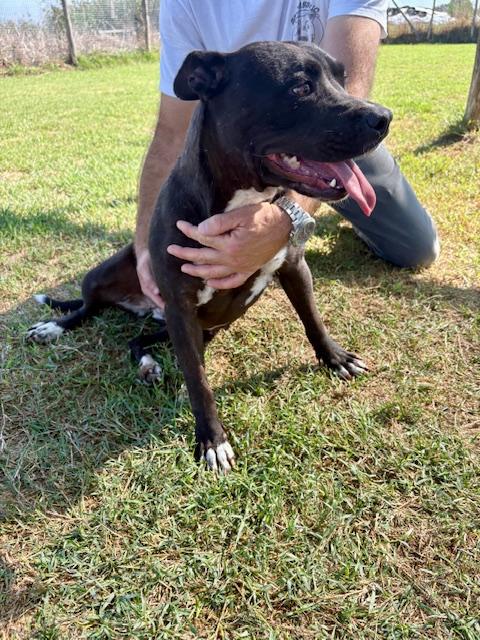 Jessy, cuore di pit❤️ Foto 4